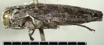 Media type: image;   Entomology 8115 Aspect: habitus lateral view